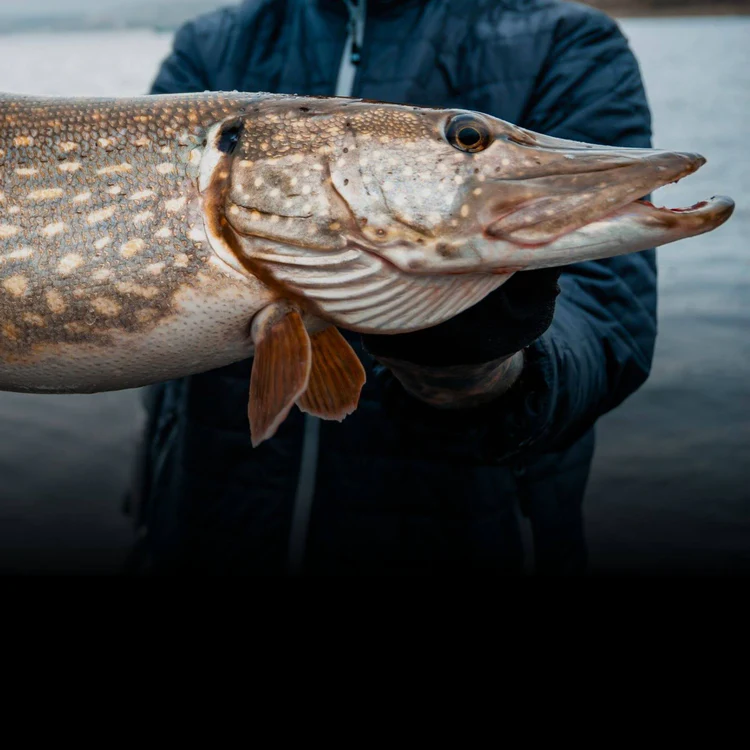 Schneller zum nächsten Zielfisch
